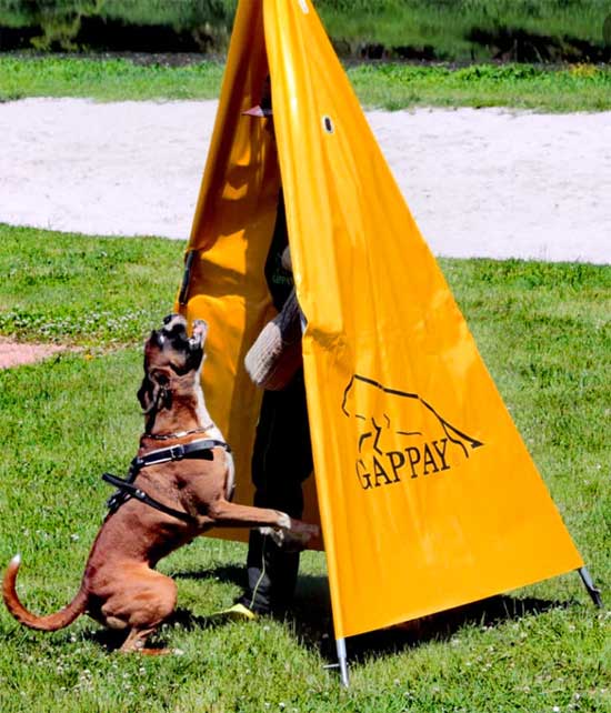 Boxer Dog Behavior and Training About Boxers