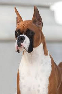 Boxer Breed Standard - American Kennel Club