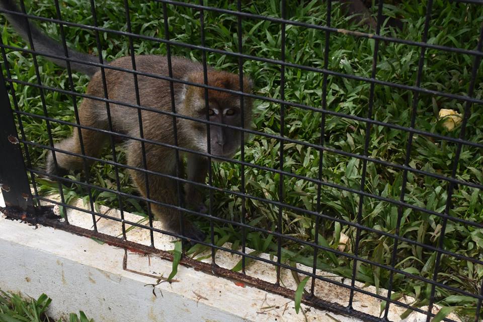 LOOK Bukidnon Provincial Zoo To Finally Open This March 5 Malaybalay [UPDATED]