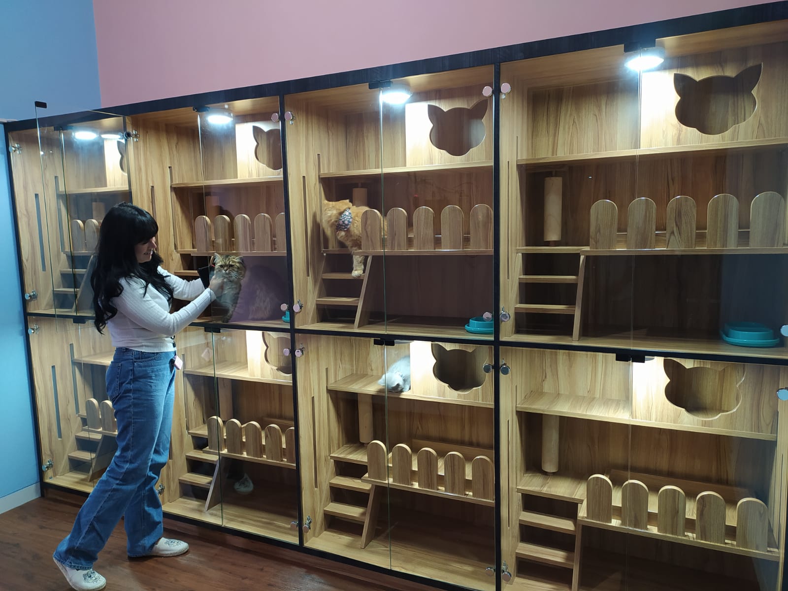 Diva Pets Station Hadirkan Salon Perawatan Kucing dan Pet Hotel