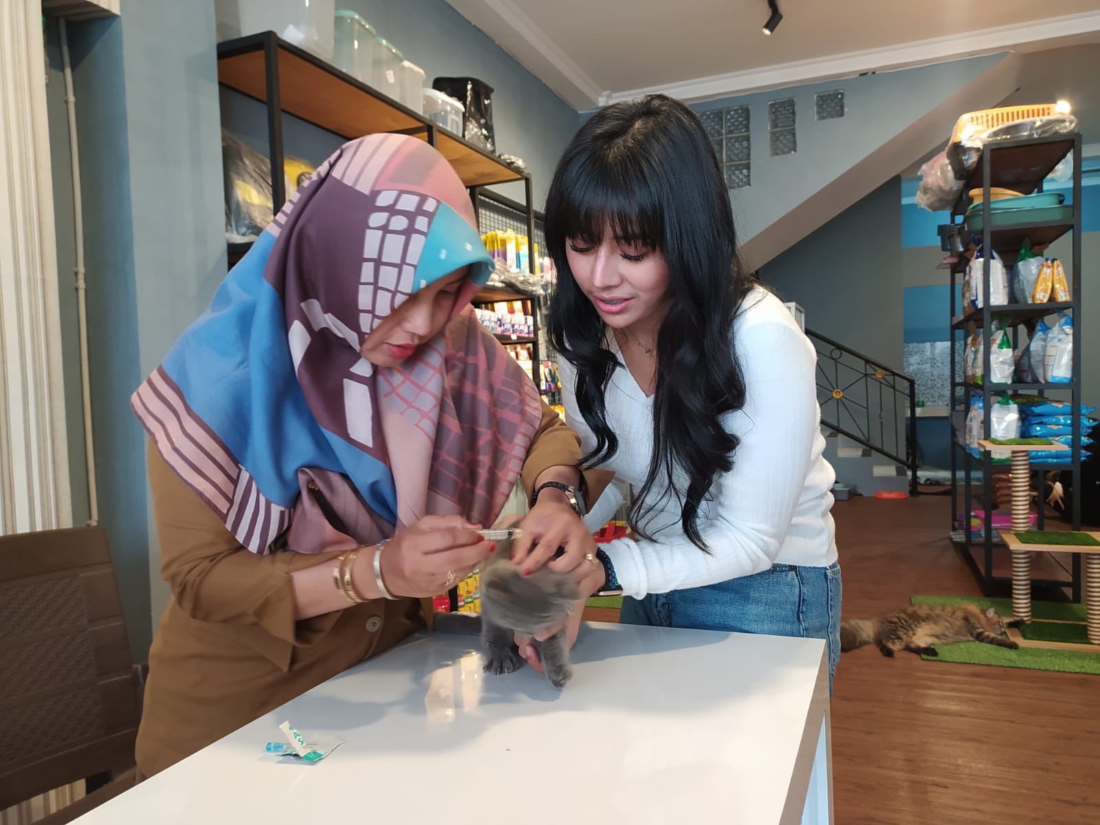 Diva Pets Station Hadirkan Salon Perawatan Kucing dan Pet Hotel