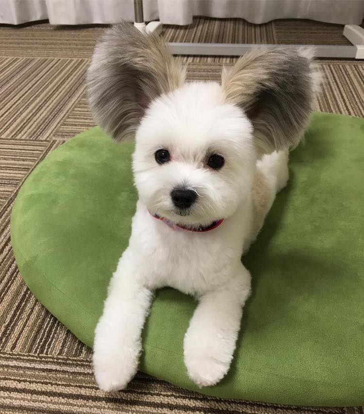 This adorable dog resembles Mickey Mouse
