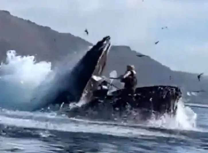 Impressive footage shows a humpback whale sucking two kayakers down its