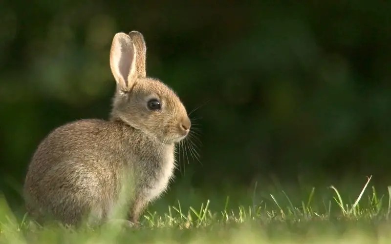 Why Rabbits Can Live a Long Time Guide to Expected Lifespan About