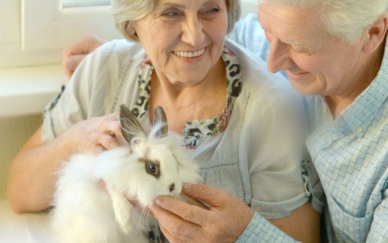 Are Rabbits Good Pets for Senior Citizens? (The Good and the Bad