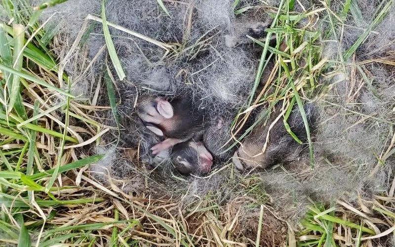 Why Do Rabbits Bury Their Babies? (The Truth Revealed!) About