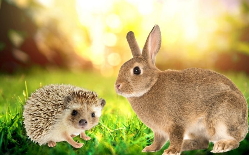 Rabbit vs Hedgehog Which is Better as a Pet? (Deciding Factors