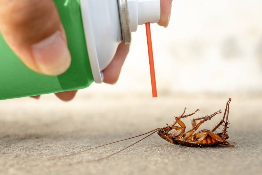 Can Disinfectant Spray Kill Bugs? [Yes, BUT...] APB
