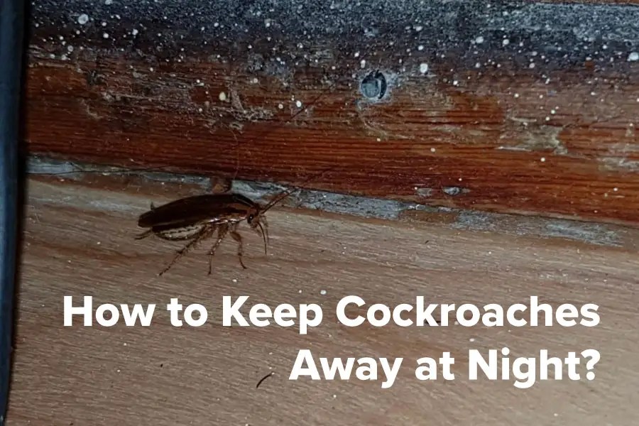 How to Keep Cockroaches Away at Night? [PROVEN method!] APB