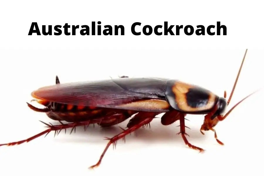 Australian Cockroach Identification Guide APB