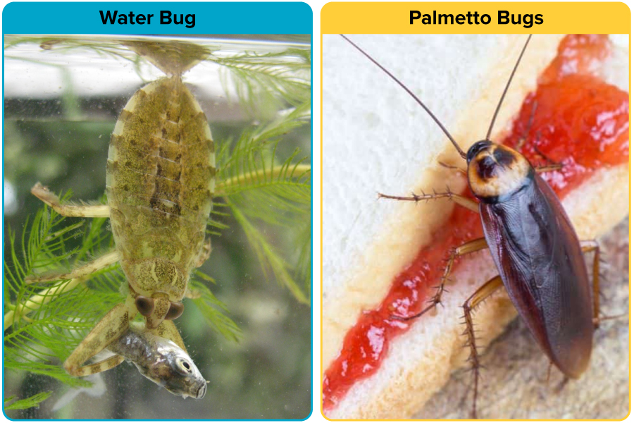 Palmetto Bug Vs. Water Bug [15 Differences] APB