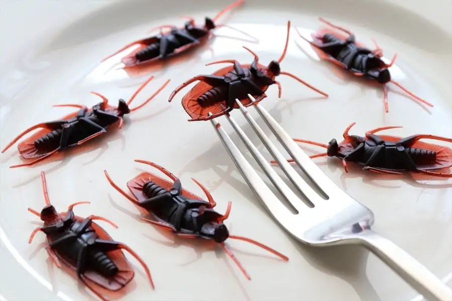 How long can a Cockroach Survive in a Microwave? APB