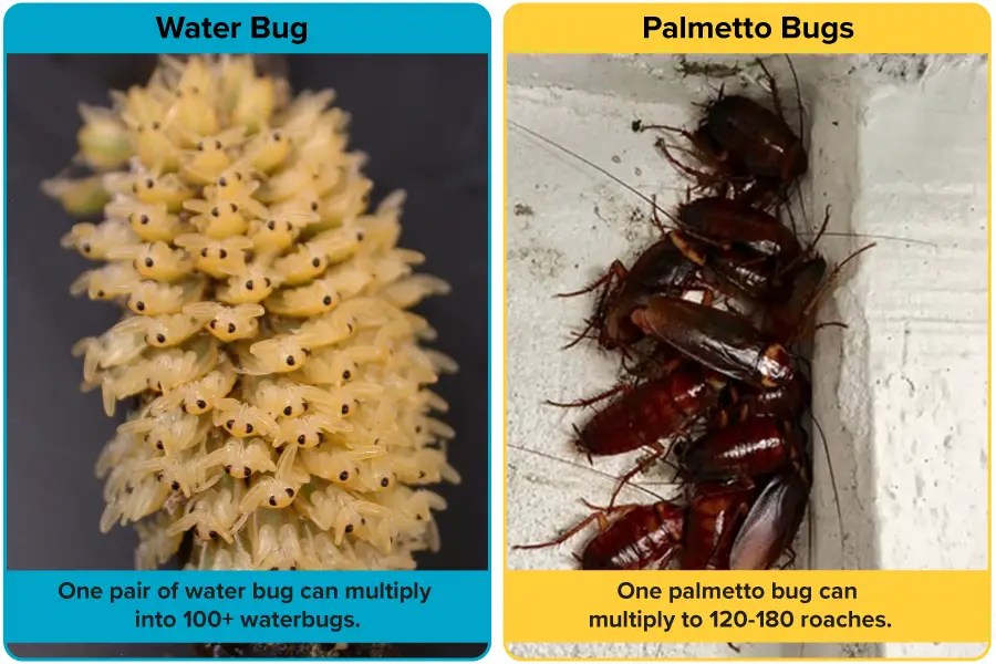 Palmetto Bug Vs. Water Bug [15 Differences] APB