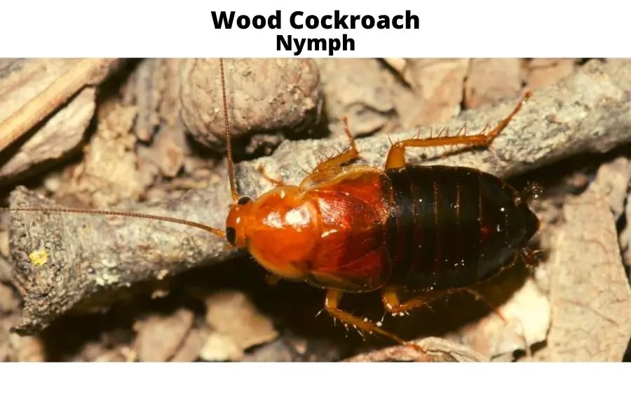 Wood Cockroach Identification Guide APB