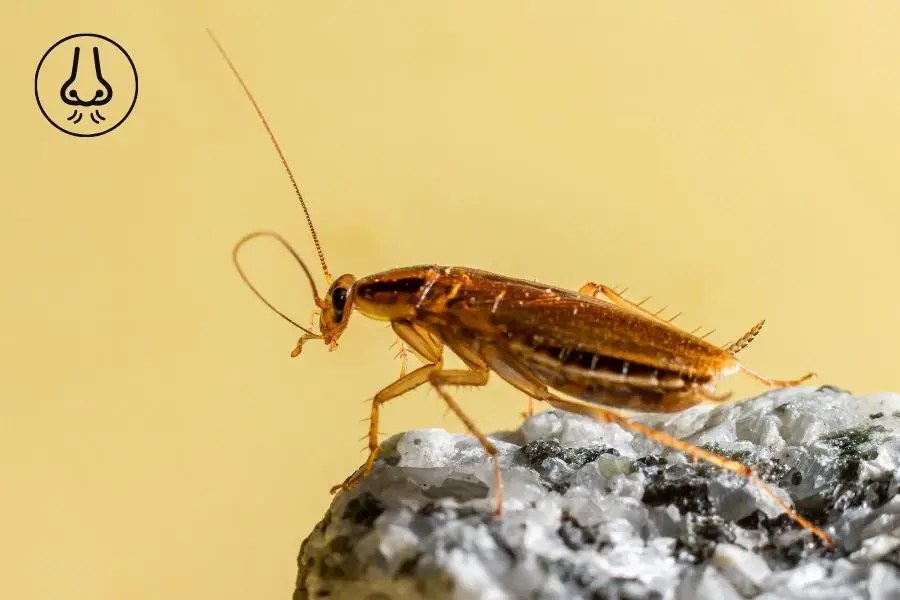 What Smell Do German Roaches Hate? [But, Not FOREVER!] APB