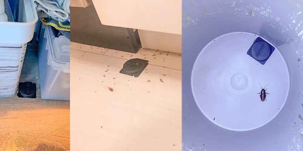 Combat Roach Killing Bait Station Review [1 Solution?] APB