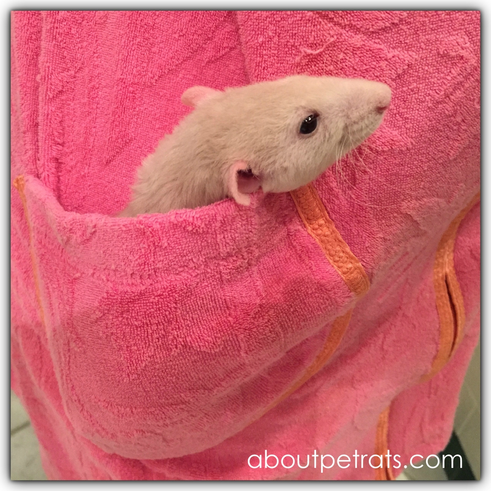 Pocket Pet About Pet Rats