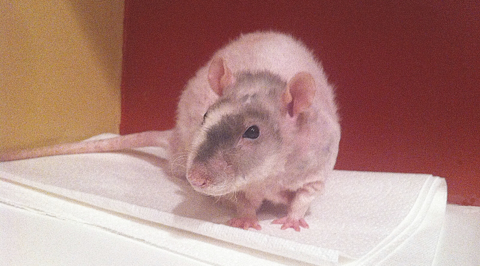 Litter Box Literacy The Finer Points of Teaching Pet Rats to Urinate in Litter Boxes About