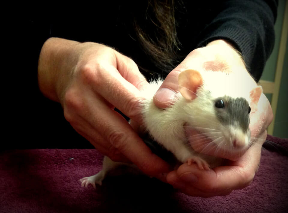 Behind Every Healthy Rat is a Great Veterinarian About Pet Rats