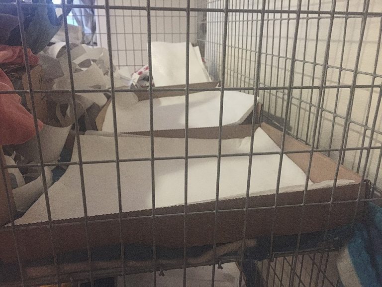 Litter Box Literacy The Finer Points of Teaching Pet Rats to Urinate in Litter Boxes About