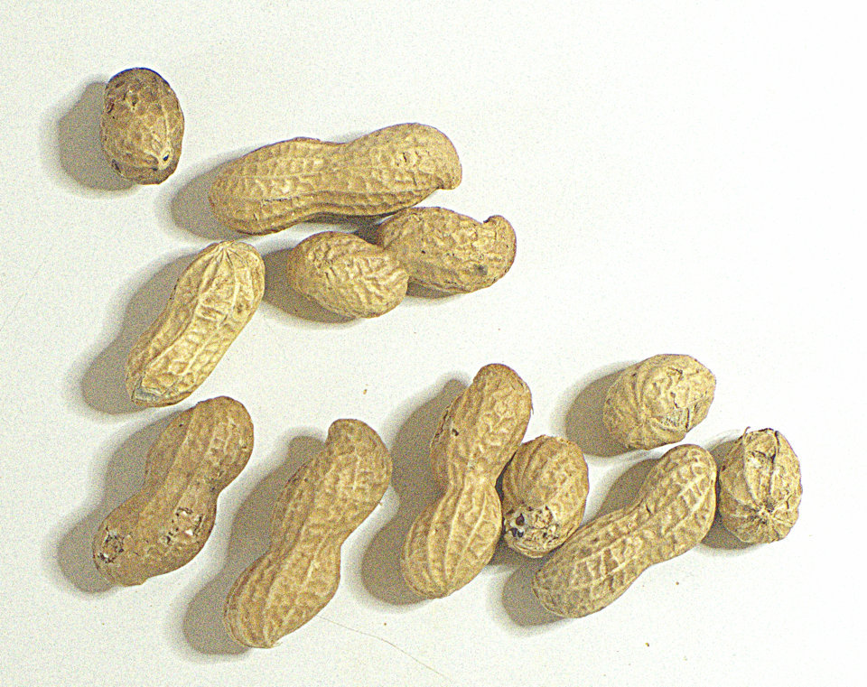 Super Snacks & Healthy Treats for Pet Rats About Pet Rats