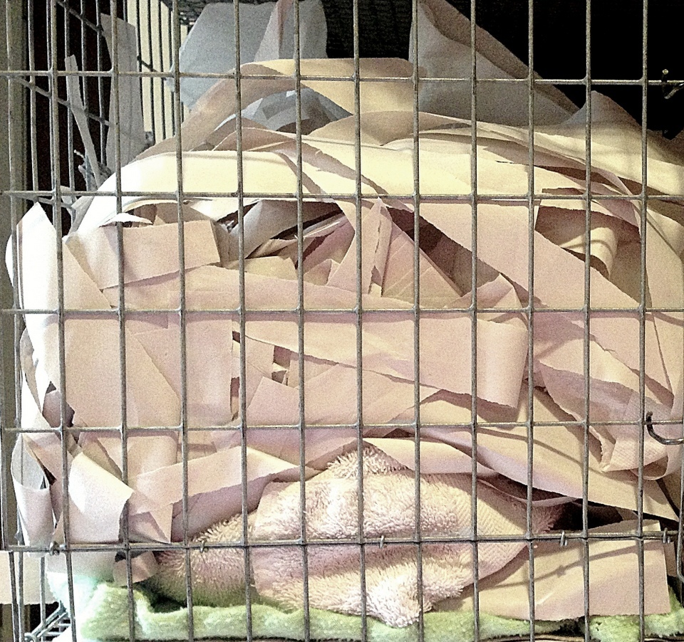 15 Inexpensive Ways to Make Your Rats' Cage Fun & Comfy About Pet Rats