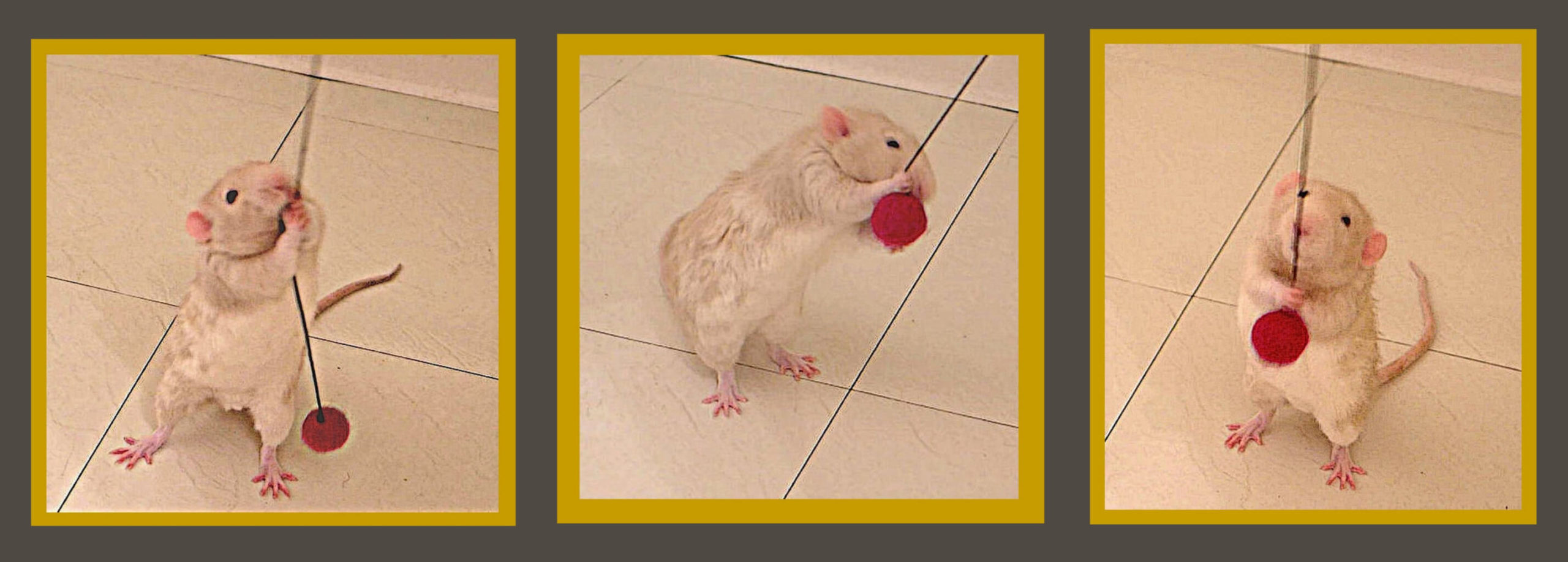 Behavior About Pet Rats