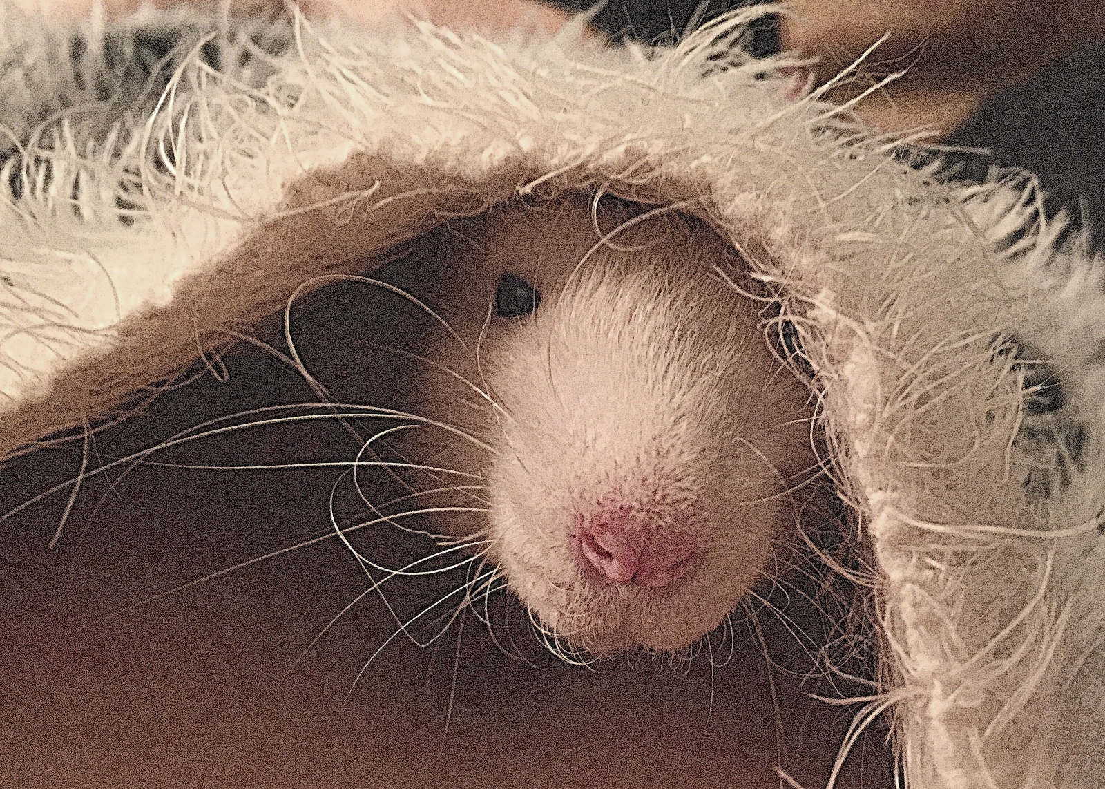 The Single Rat What to Do When You're Down to One About Pet Rats