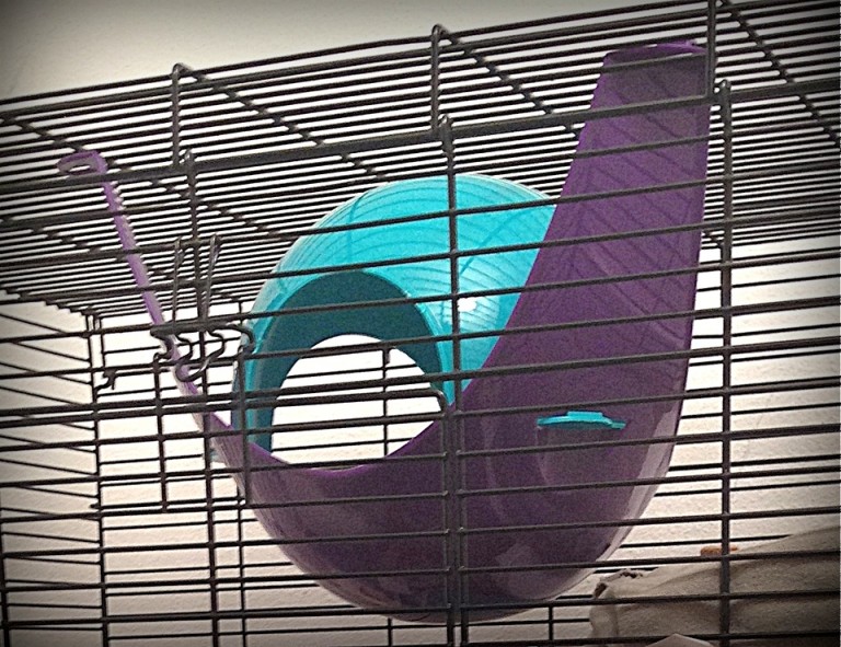 15 Inexpensive Ways to Make Your Rats' Cage Fun & Comfy About Pet Rats