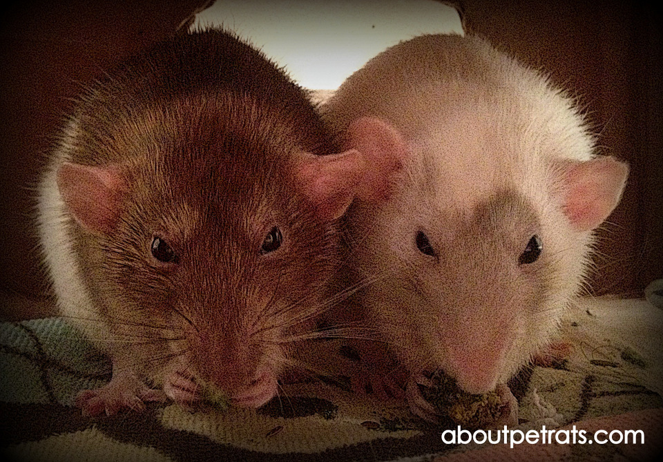 pet rats About Pet Rats