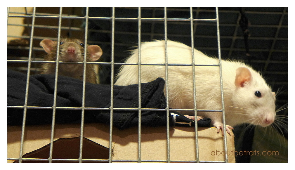 Cleaning Your Pet Rats' Cage About Pet Rats