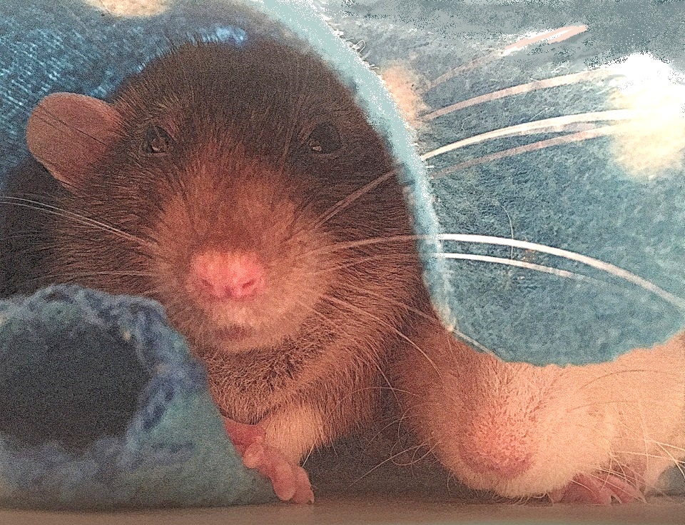 Baby Rats What Separated By Age