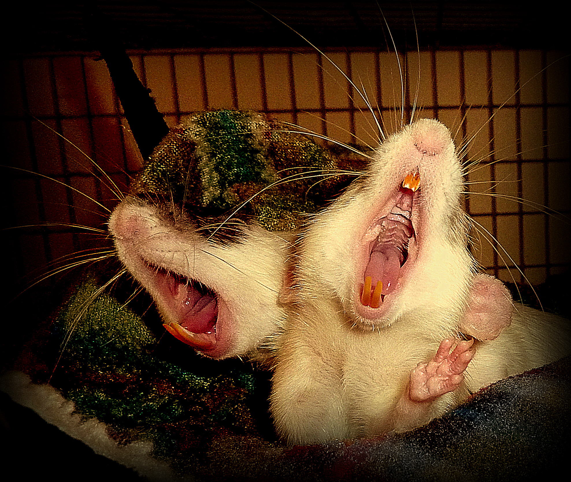 Yawning Pet Rats About Pet Rats