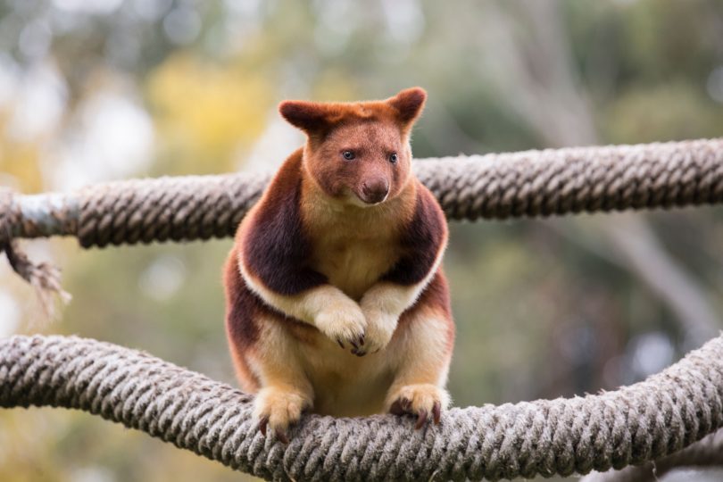 Canberra’s zoo working to help save tree kangaroos from extinction