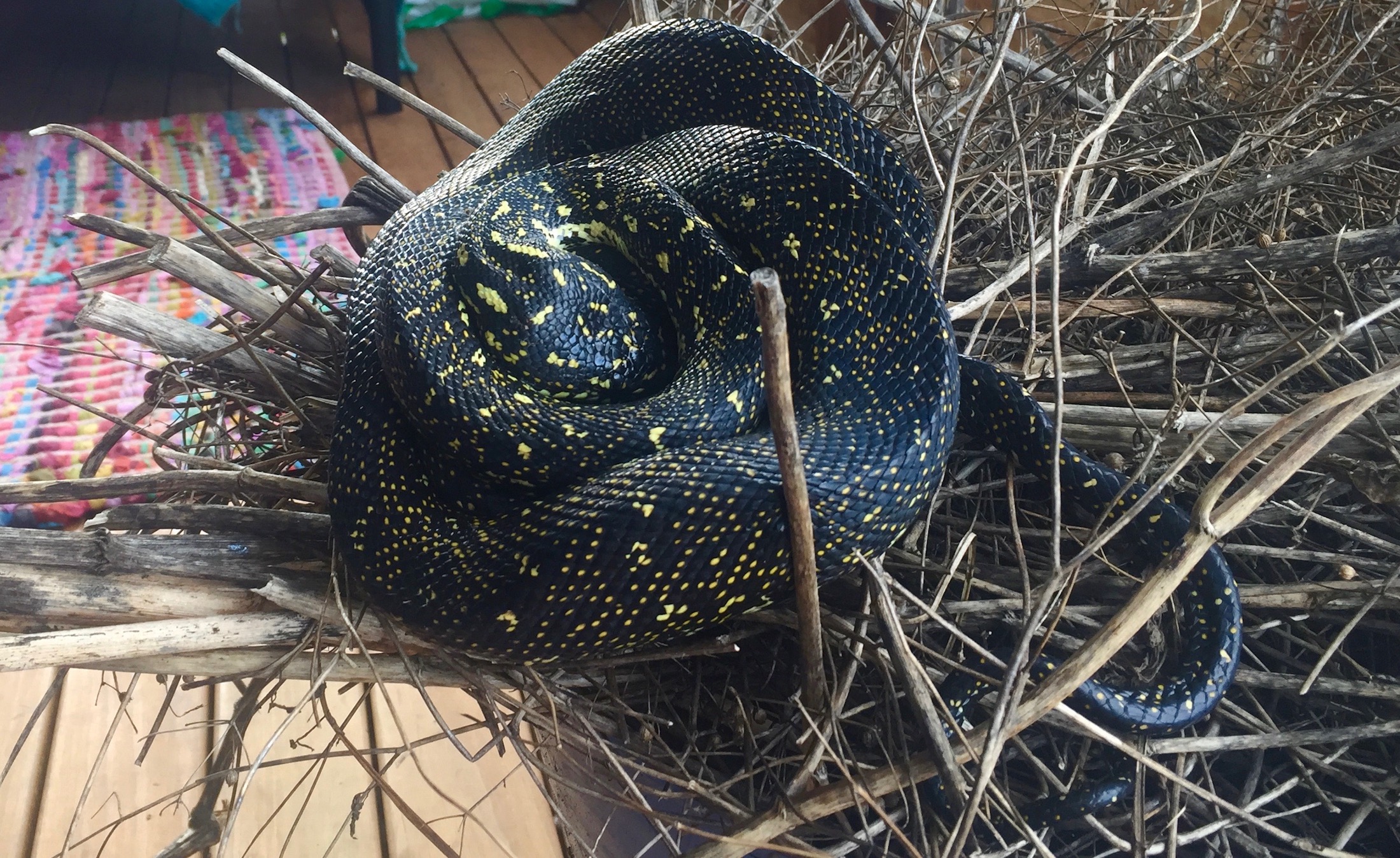 Meet my Diamond Python every house should have one! About Regional