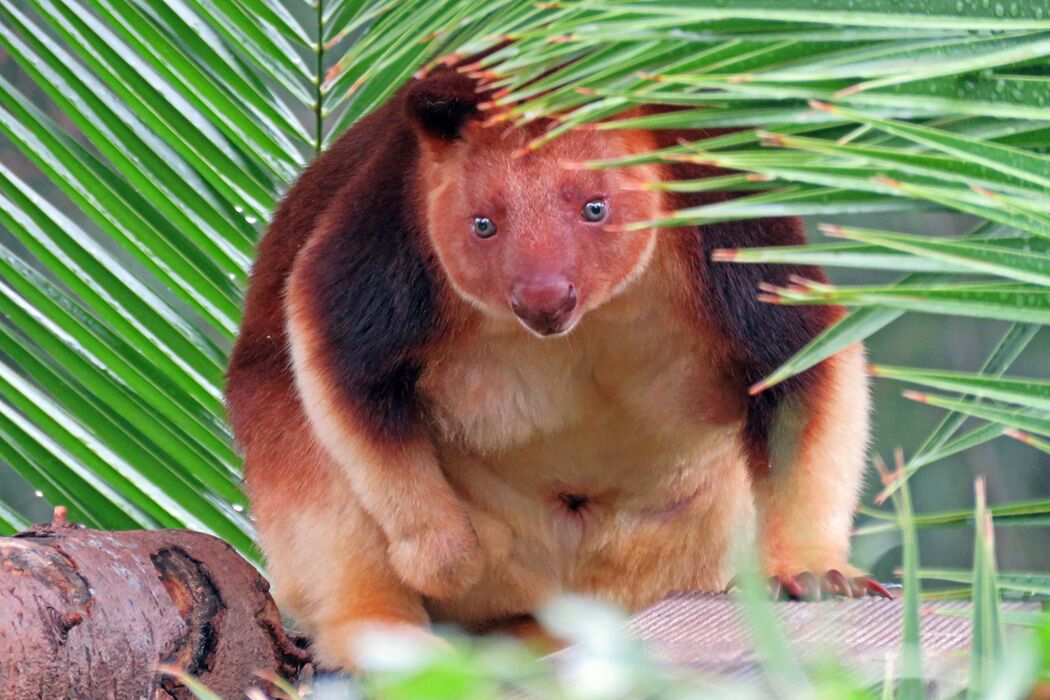 Canberra’s zoo working to help save tree kangaroos from extinction