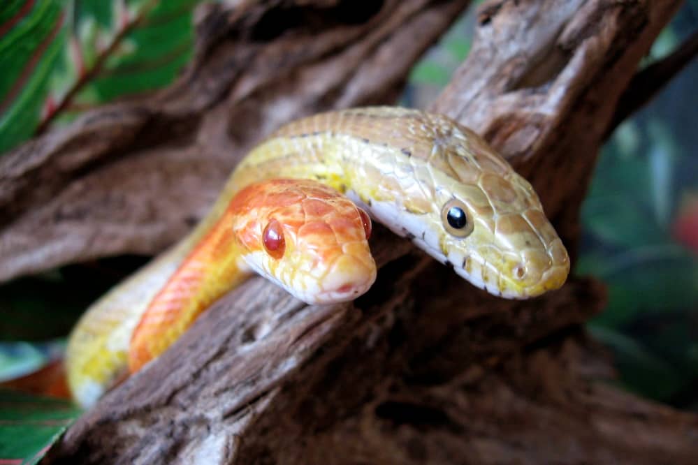 Can Two Corn Snakes Live Together? About Snake