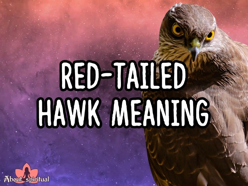 RedTailed Hawk Meaning Miracle Is On Its Way To You About Spiritual