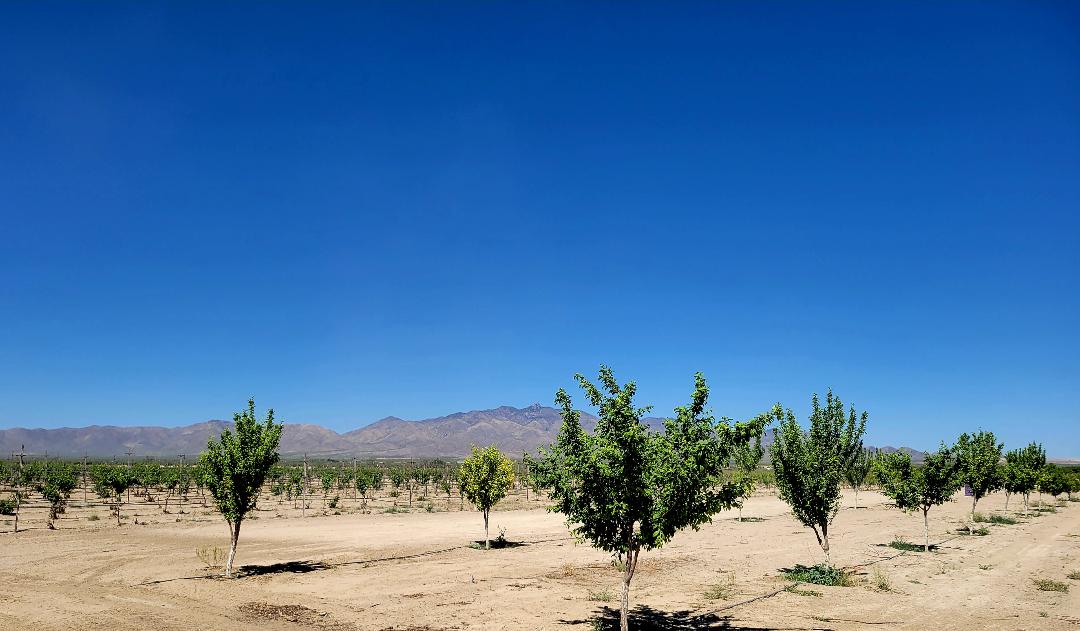 Tirrito Farms is now in the heart of Willcox Wine Country About Wine