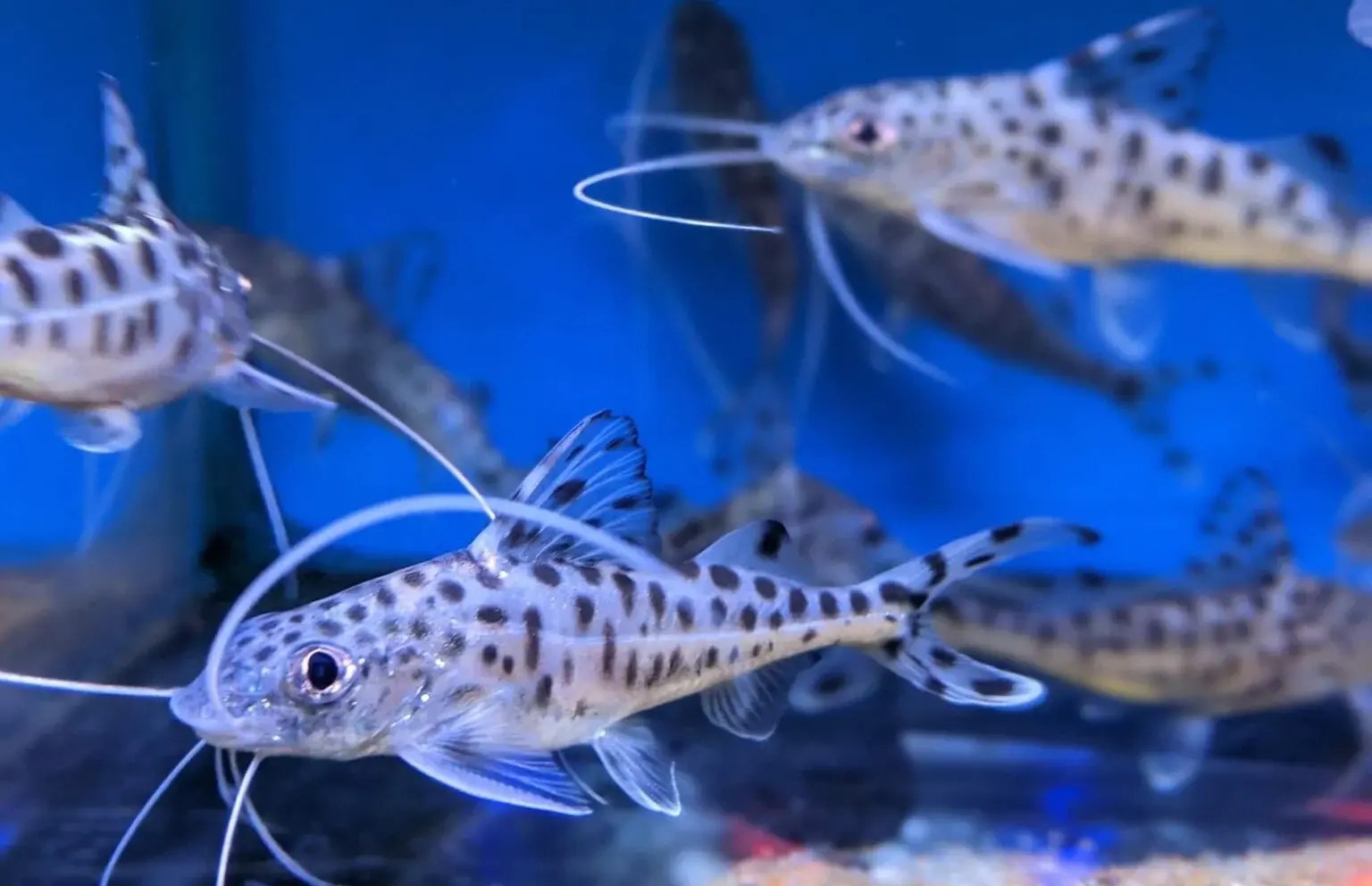 Pictus Catfish Comprehensive Care Guide, Diet and Tankmates