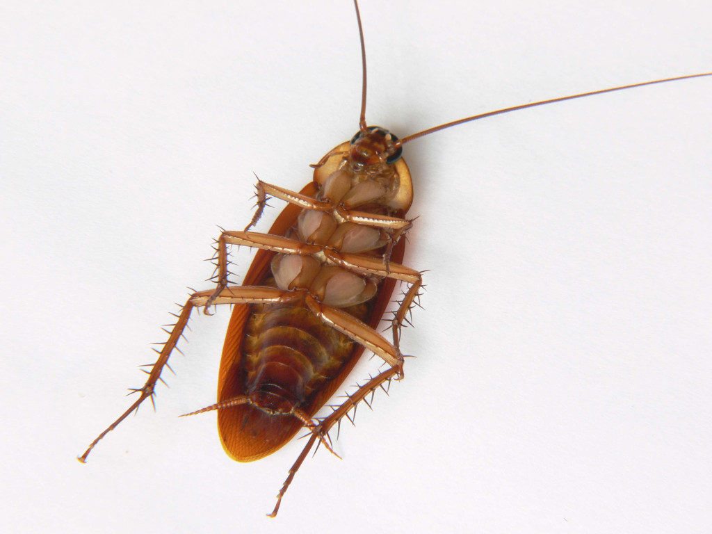 American Cockroach – Above and Beyond Pest Control