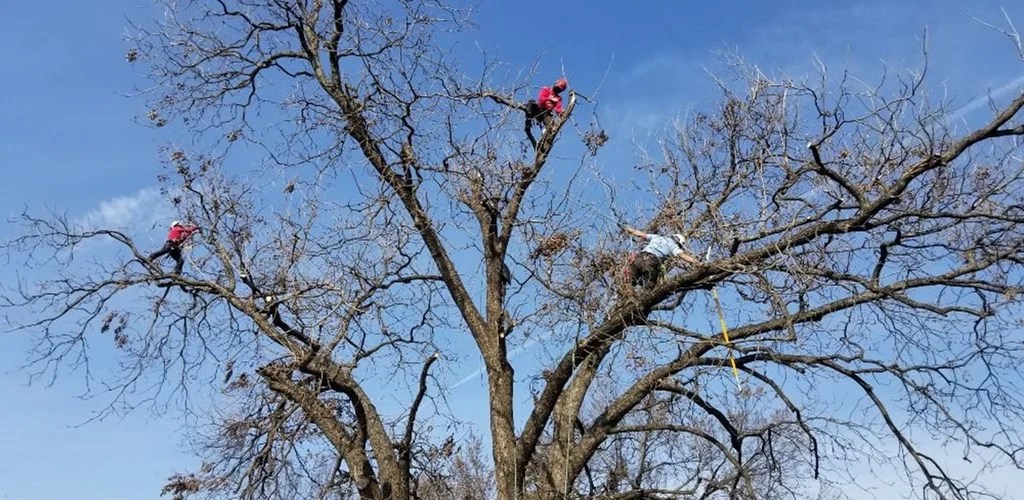 The Dormant Season What Does It Mean for Your Trees AboveInsider