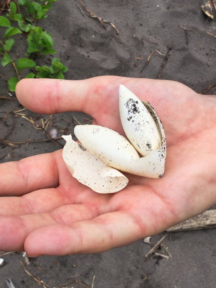 Tortuguero National Park Costa Rica's Caribbean Wilderness