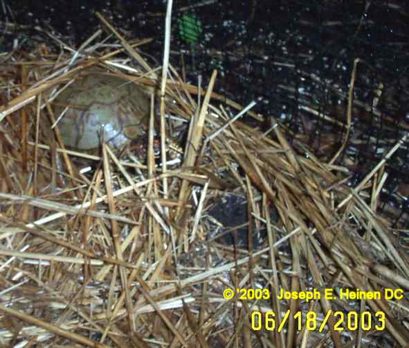 North American Box Turtles Egg Laying