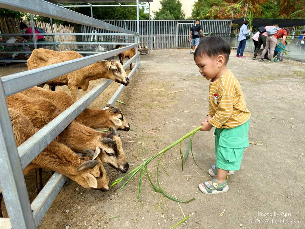台中親子景點-CP值超高的威爾森的農場，100公分以下免費、成人50元，只有六日開放喔！