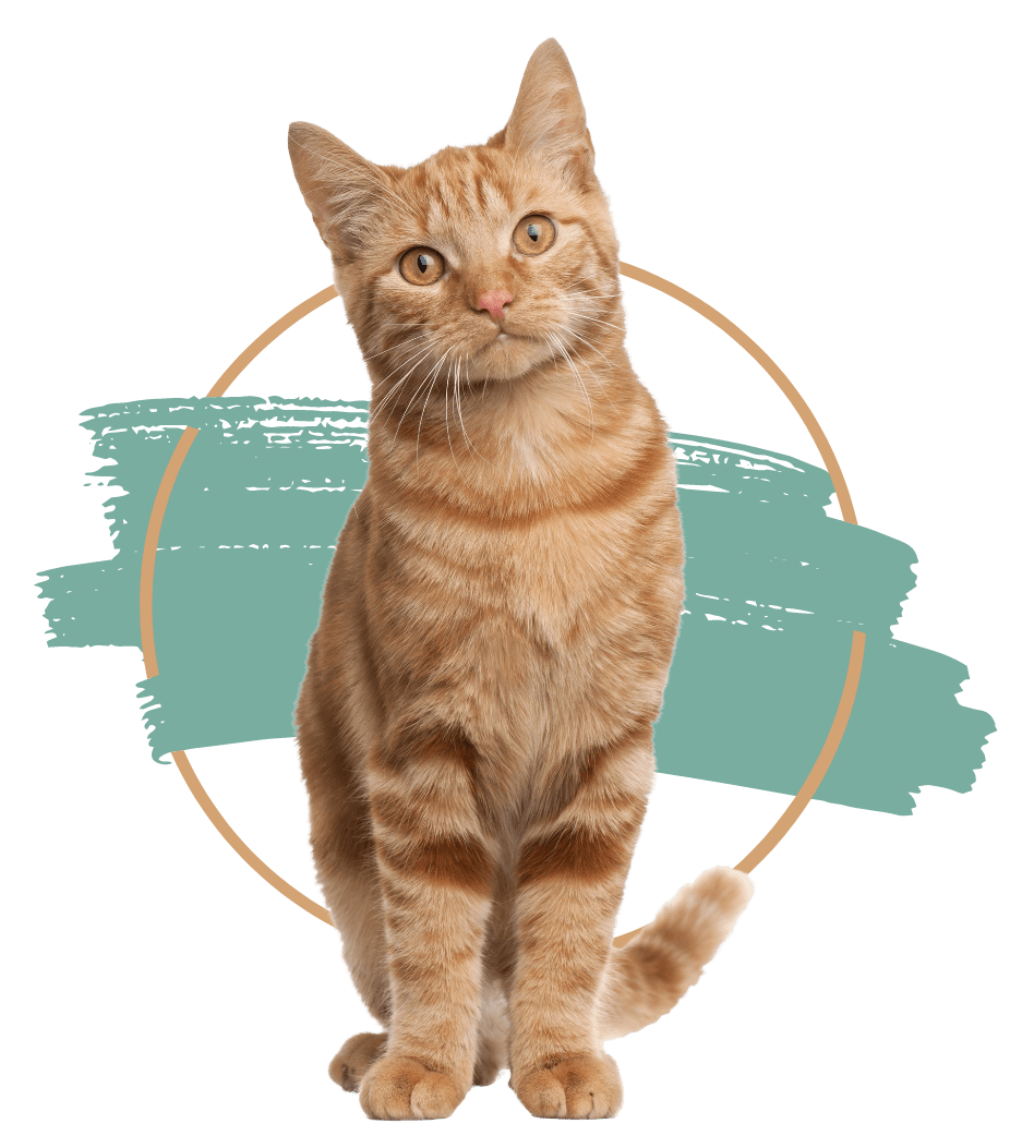 Veterinary Appointment In WinstonSalem, NC Abri Veterinary Hospital