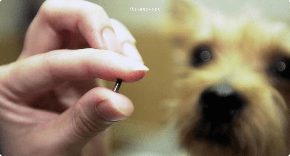 ESSENTIAL GUIDES FOR BRINGING PETS TO VIETNAM ABROADER