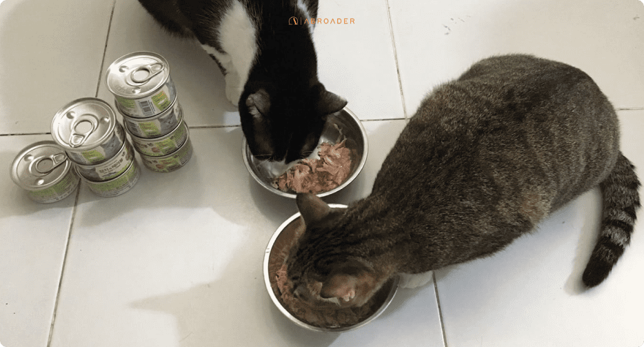 ESSENTIAL GUIDES FOR BRINGING PETS TO VIETNAM ABROADER