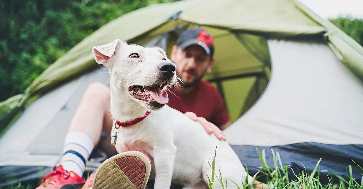 Buying Guide Best Dog Bed For Camping 2024