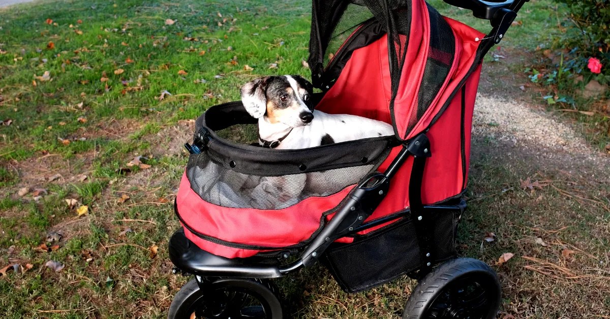 Complete Guide The Best OffRoad Dog Strollers 2024